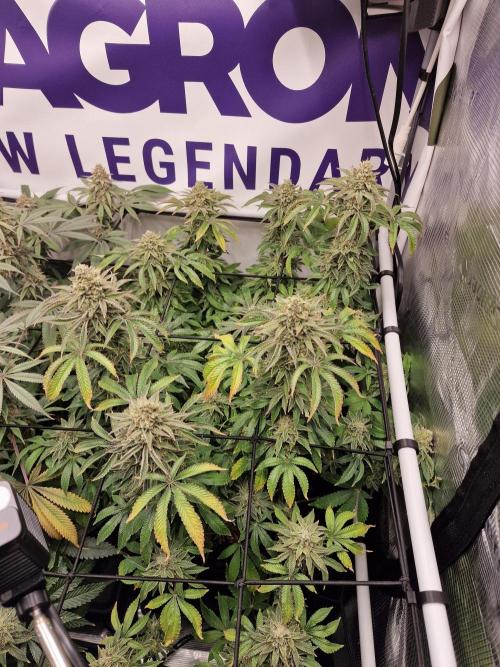 Lemon Orange. Week 16