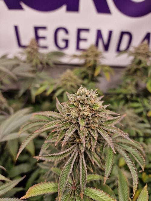 Lemon Orange. Week 16