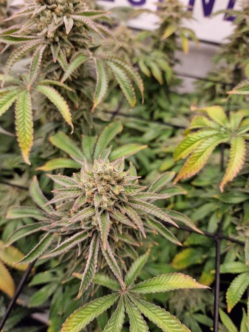 Lemon Orange. Week 16