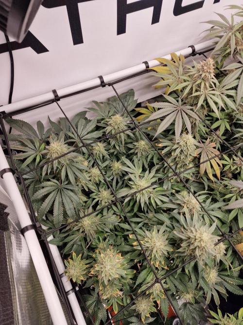 Super Boof. Week 16