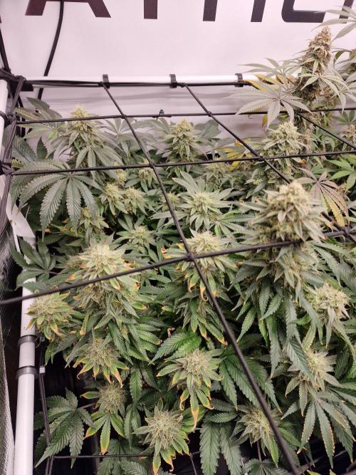 Super Boof. Week 16