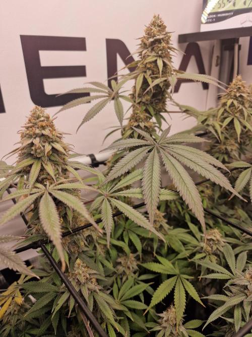 Cherry Poppers. Week 16