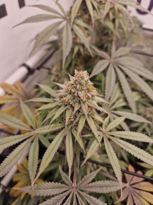 Cherry Poppers. Week 16