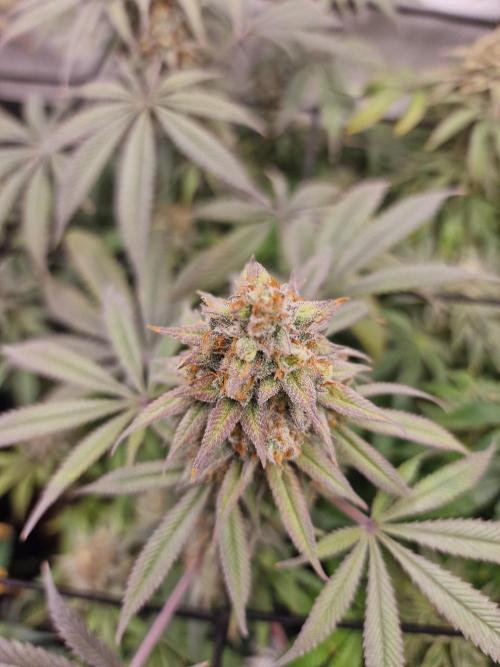Cherry Poppers. Week 16