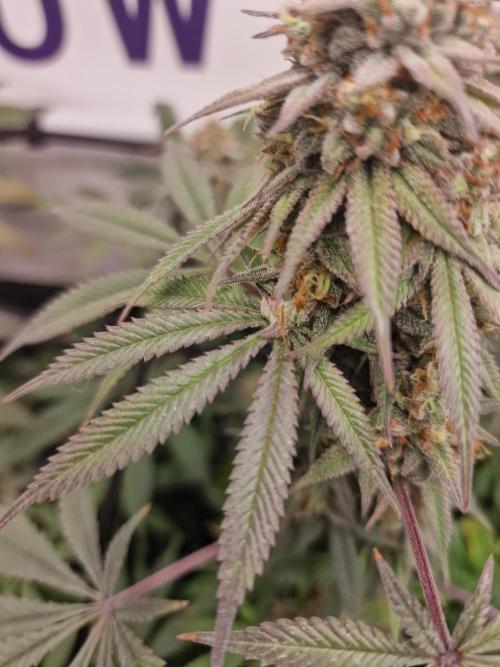 Cherry Poppers. Week 16