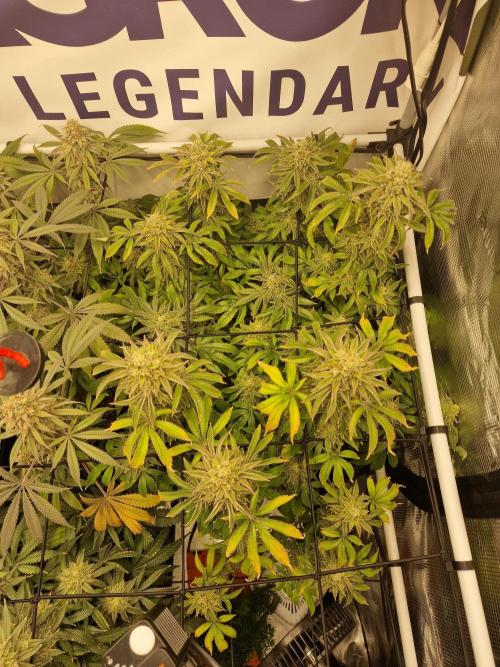 Lemon Orange. Week 16