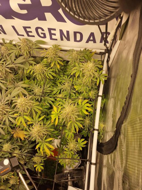 Lemon Orange. Week 16