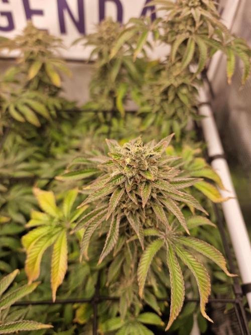 Lemon Orange. Week 16