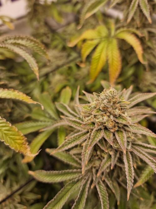 Lemon Orange. Week 16