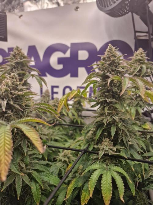 Lemon Orange. Week 16