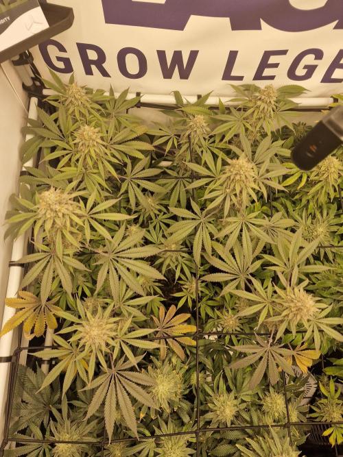 Cherry Poppers. Week 16