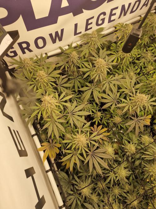 Cherry Poppers. Week 16
