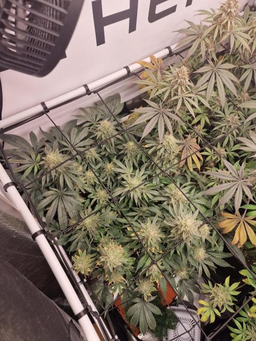 Super Boof. Week 16