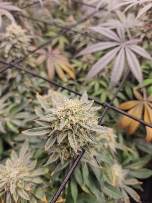 Super Boof. Week 16