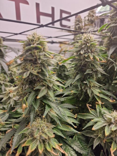 Super Boof. Week 16