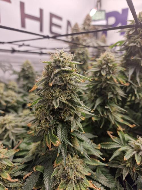 Super Boof. Week 16