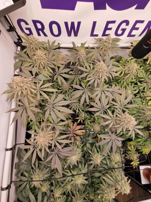 Cherry Poppers. Week 17