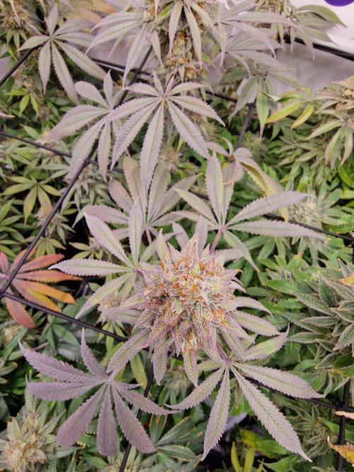 Cherry Poppers. Week 17