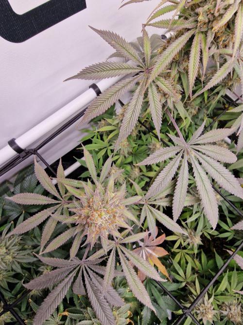Cherry Poppers. Week 17