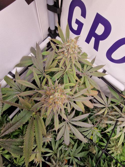 Cherry Poppers. Week 17