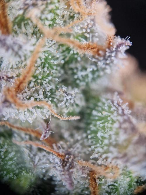 Cherry Poppers. Week 17