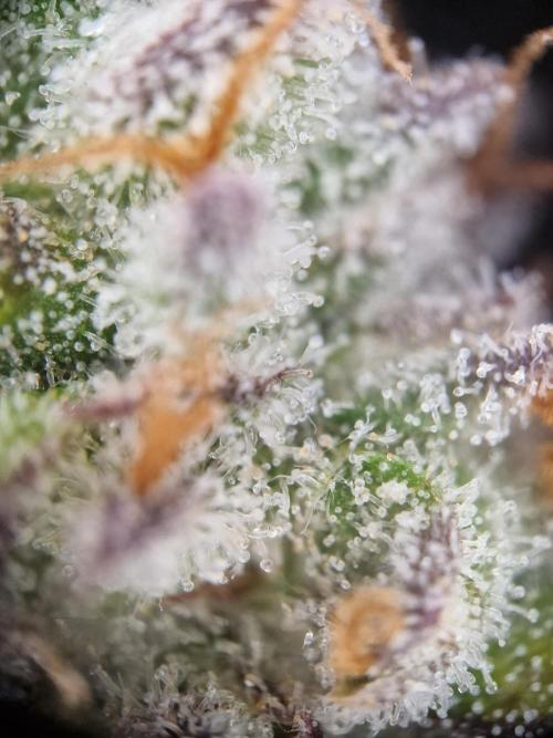 Cherry Poppers. Week 17