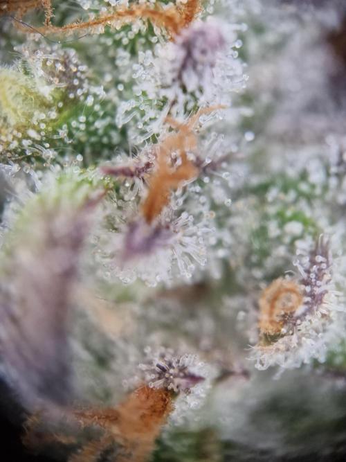 Cherry Poppers. Week 17