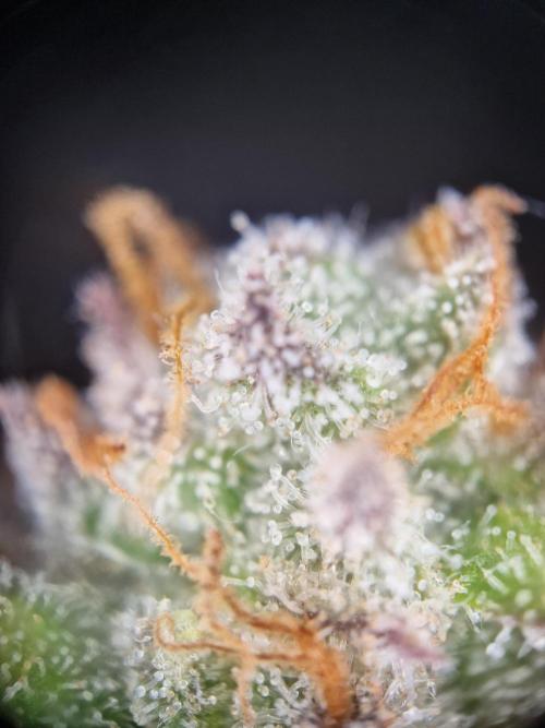 Cherry Poppers. Week 17