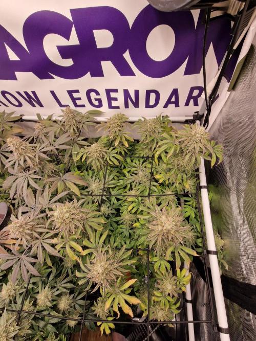 Lemon Orange. Week 17
