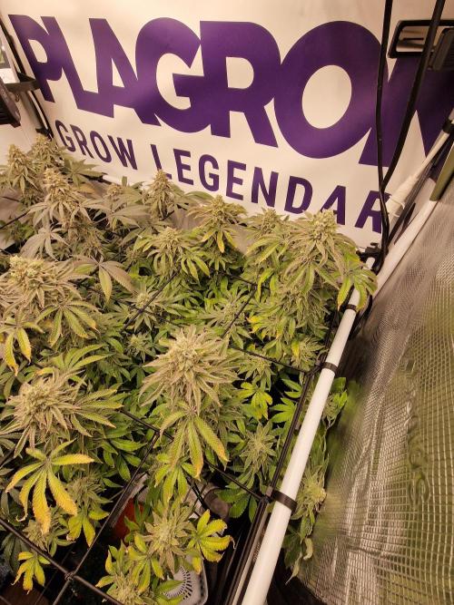 Lemon Orange. Week 17