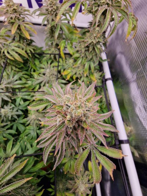 Lemon Orange. Week 17