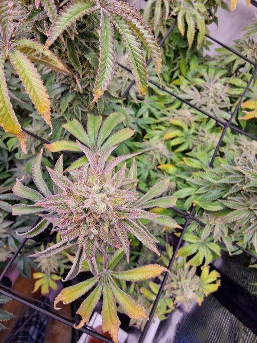 Lemon Orange. Week 17
