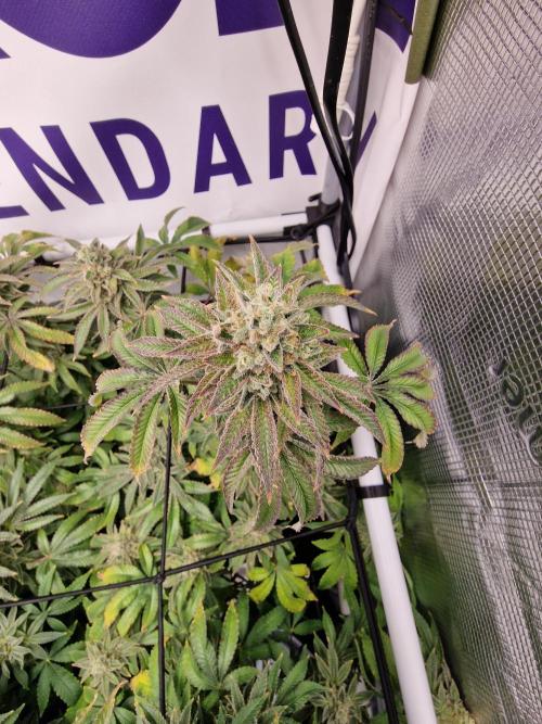 Lemon Orange. Week 17
