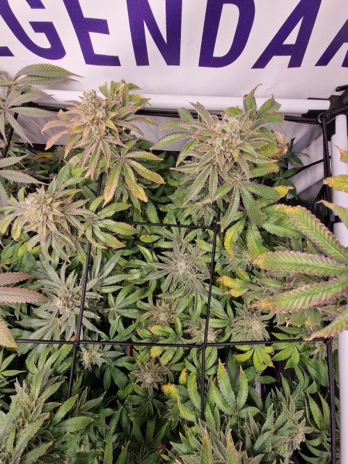 Lemon Orange. Week 17
