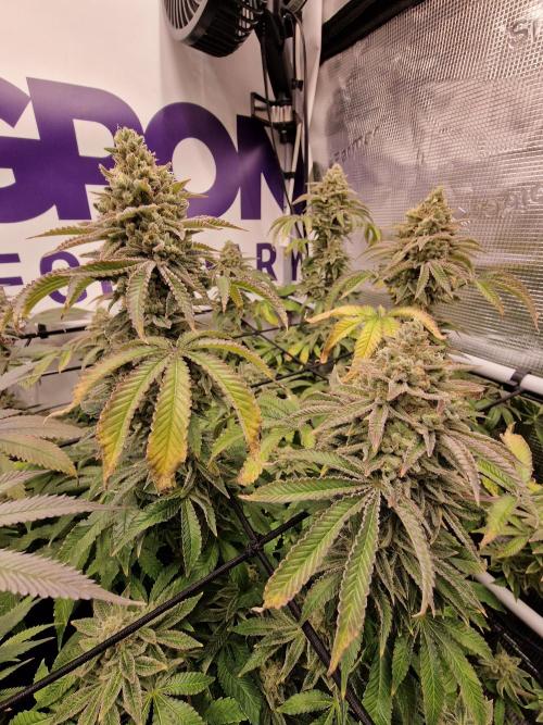Lemon Orange. Week 17