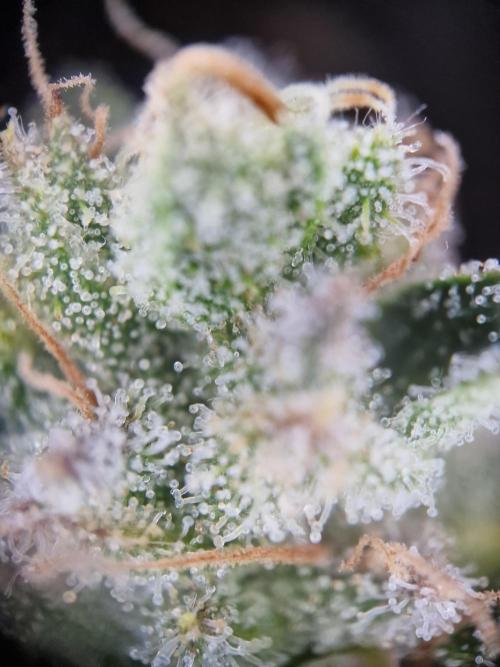 Lemon Orange. Week 17