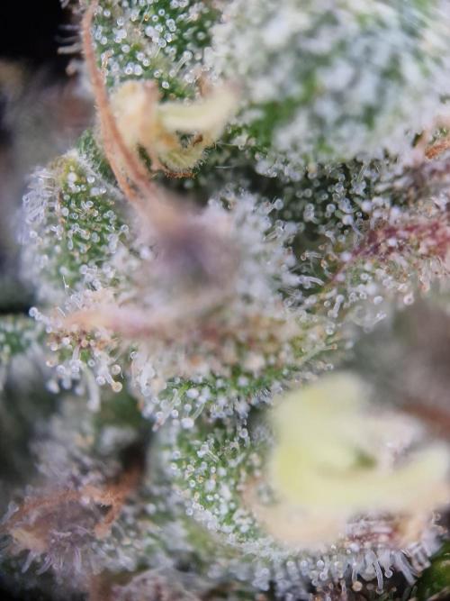 Lemon Orange. Week 17