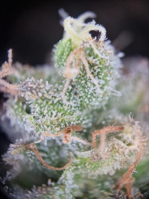 Lemon Orange. Week 17