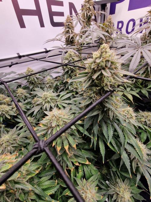 Super Boof. Week 17