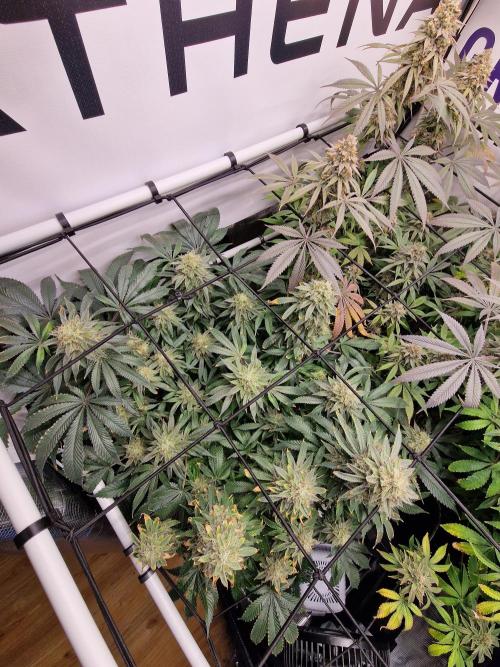 Super Boof. Week 17