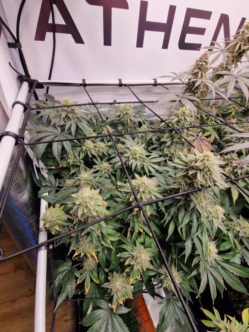 Super Boof. Week 17