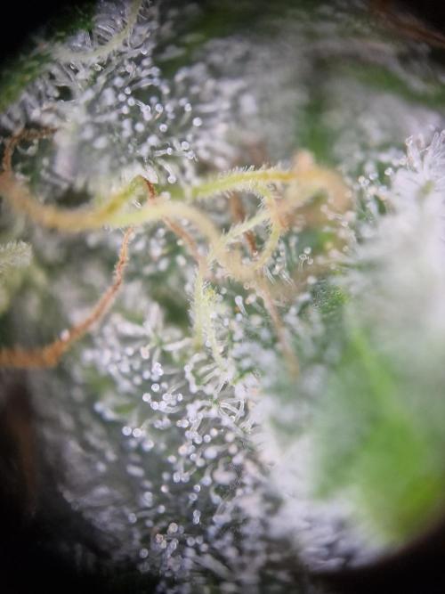 Super Boof. Week 17