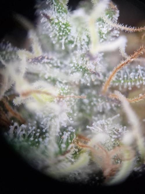 Super Boof. Week 17