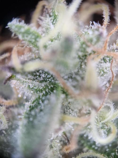 Super Boof. Week 17