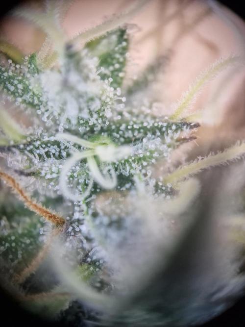 Super Boof. Week 17