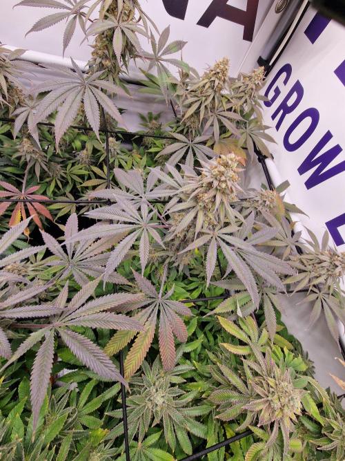 Cherry Poppers. Week 17