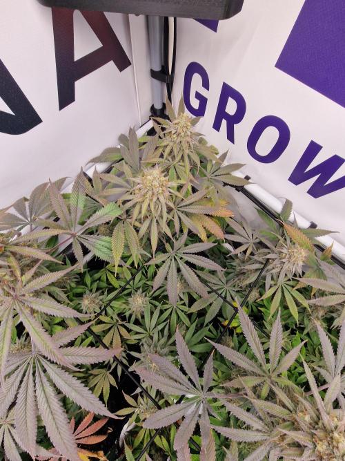 Cherry Poppers. Week 17