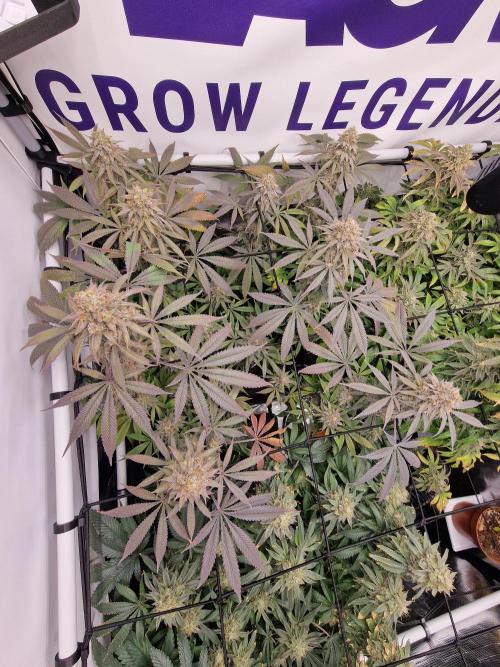 Cherry Poppers. Week 17