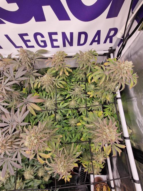 Lemon Orange. Week 17