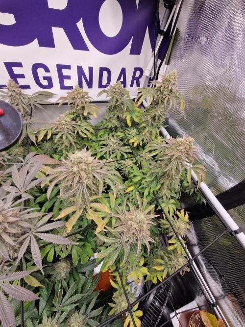 Lemon Orange. Week 17